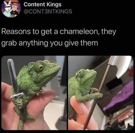 Content Kings @CONT3NTKINGS Reasons to get a chameleon, they grab anything you give them IND