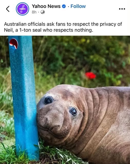 news Yahoo News. Follow 8h → Australian officials ask fans to respect the privacy of Neil, a 1-ton seal who respects nothing.