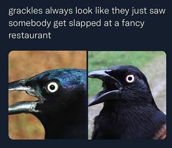 grackles always look like they just saw somebody get slapped at a fancy restaurant O