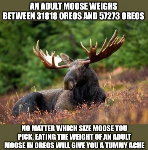 AN ADULT MOOSE WEIGHS BETWEEN 31818 OREOS AND 57273 OREOS NO MATTER WHICH SIZE MOOSE YOU PICK, EATING THE WEIGHT OF AN ADULT MOOSE IN OREOS WILL GIVE YOU A TUMMY ACHE