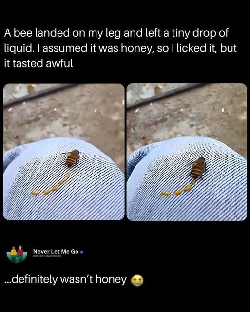 A bee landed on my leg and left a tiny drop of liquid. I assumed it was honey, so I licked it, but it tasted awful Never Let Me Go ...definitely wasn't honey