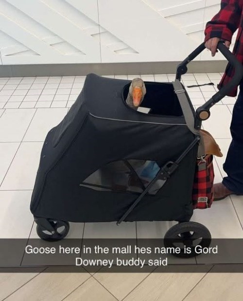 Goose here in the mall hes name is Gord Downey buddy said