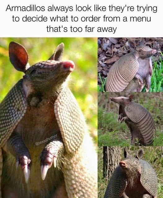 Armadillos always look like they're trying to decide what to order from a menu that's too far away @texashumor