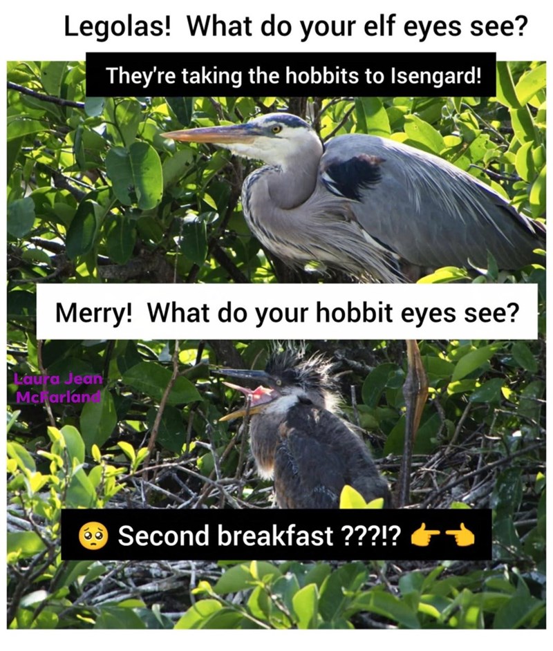 Legolas! What do your elf eyes see? They're taking the hobbits to Isengard! Merry! What do your hobbit eyes see? Laura Jean Mcharlan Second breakfast ???!?