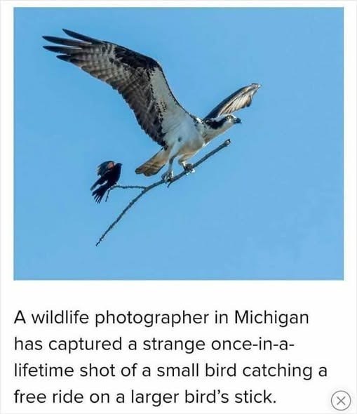 A wildlife photographer in Michigan has captured a strange once-in-a- lifetime shot of a small bird catching a free ride on a larger bird's stick.