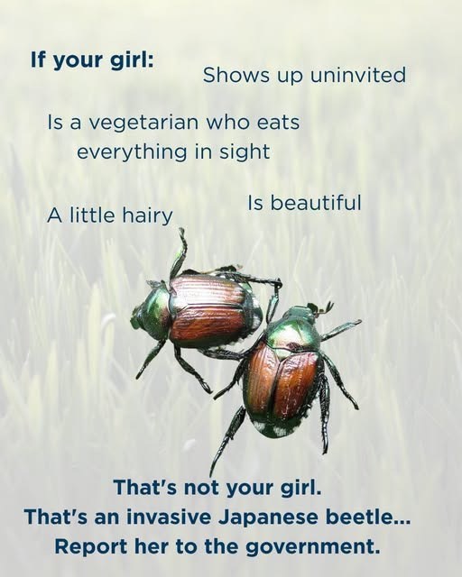 If your girl: Shows up uninvited Is a vegetarian who eats everything in sight Is beautiful A little hairy That's not your girl. That's an invasive Japanese beetle... Report her to the government.