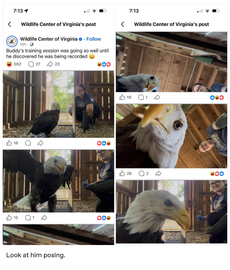 7:13 1 < Wildlife Center of Virginia's post Wildlife Center of Virginia Follow 10h. → Buddy's training session was going so well until he discovered he was being recorded → 592 Q27 23 7:13 < Wildlife Center of Virginia's post 16 ○ D OD 15 Q1 D 000 Look at him posing. $ 19 Q 1 D DOO 26 2 OD