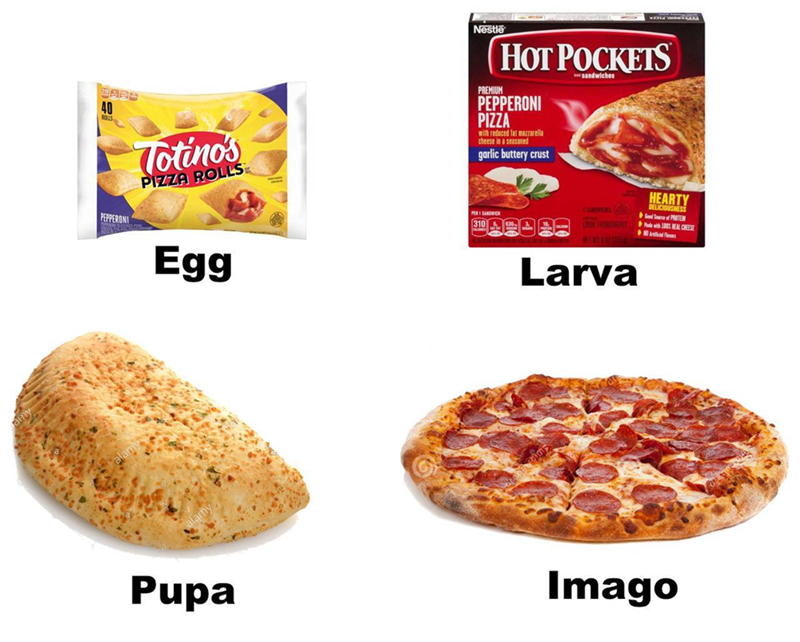 DAR 40 PEPPERONI Totino's PIZZA ROLLS Egg Nestle PREMIUM HOT POCKETS PEPPERONI PIZZA with reduced fat mozzarella cheese in a seasoned garlic buttery crust sandwiches PER 1 SANDWICH 2. SANDVIONS CORK HOROUGH HEARTY DELICIOUSNESS Good S PROTE with 100% REAL CHEESE Larva Pupa Imago