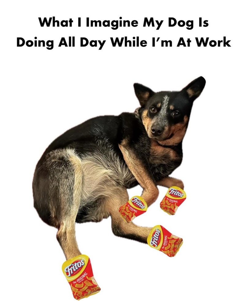 What I Imagine My Dog Is Doing All Day While I'm At Work Fritos The ORIGINAL fritos ORIGINAL fritos Fritos ORIGINAL