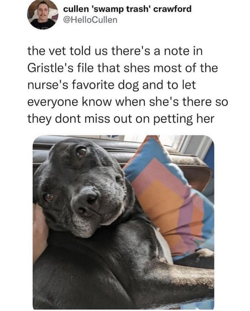 cullen 'swamp trash' crawford @HelloCullen the vet told us there's a note in Gristle's file that shes most of the nurse's favorite dog and to let everyone know when she's there so they dont miss out on petting her
