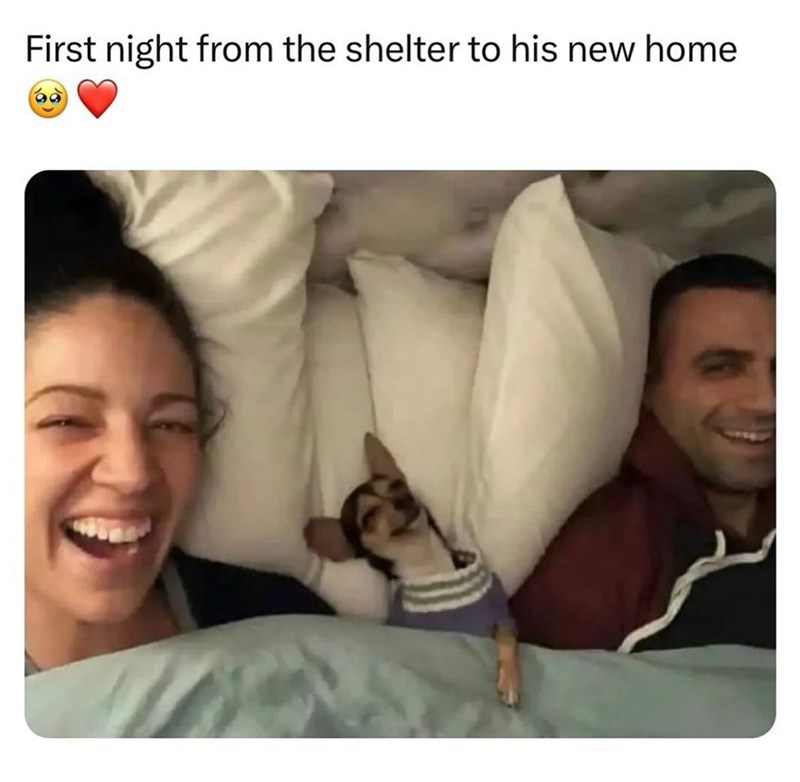 First night from the shelter to his new home