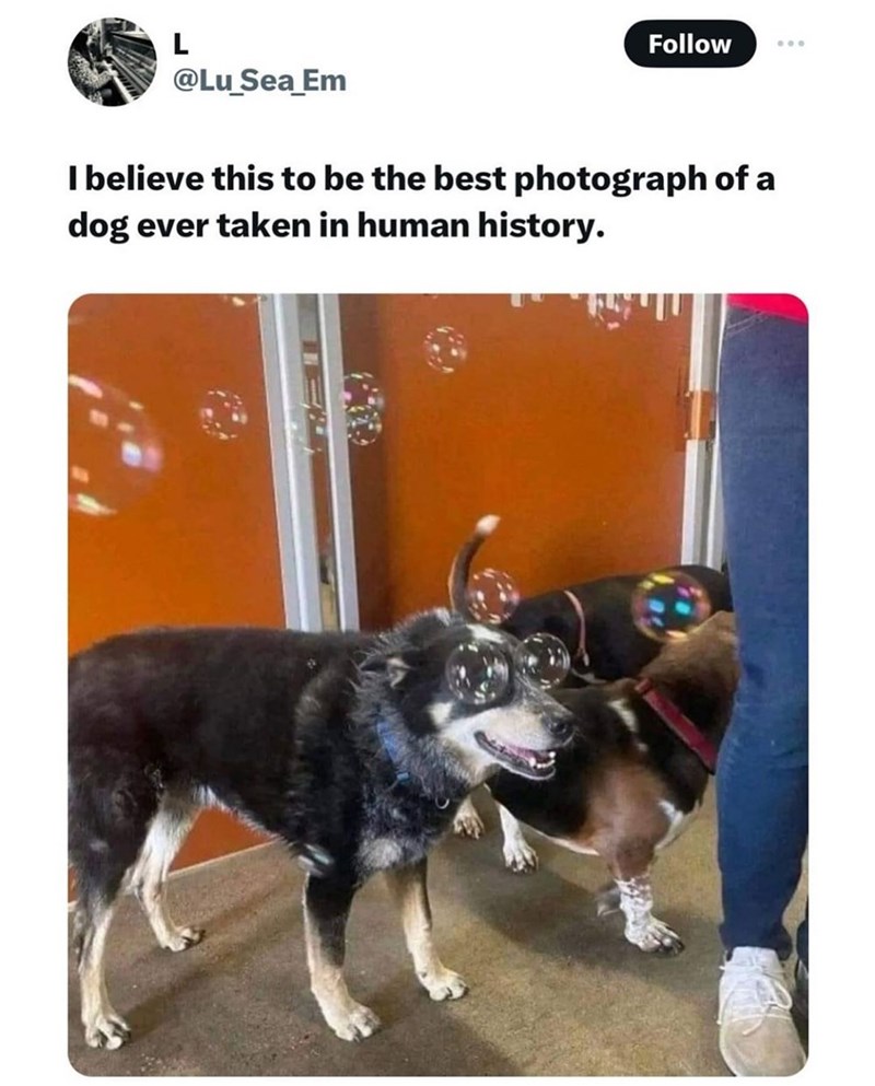 L @Lu Sea Em Follow I believe this to be the best photograph of a dog ever taken in human history.