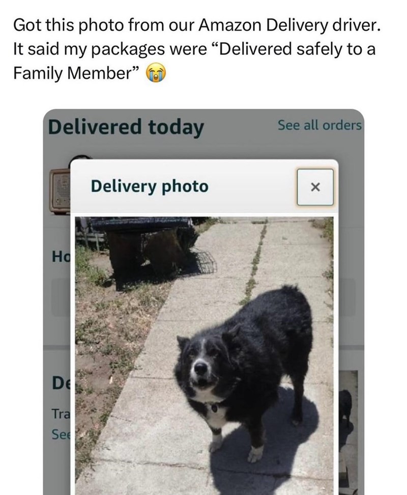 Got this photo from our Amazon Delivery driver. It said my packages were "Delivered safely to a Family Member" Delivered today See all orders Ho Delivery photo De Tra See ×