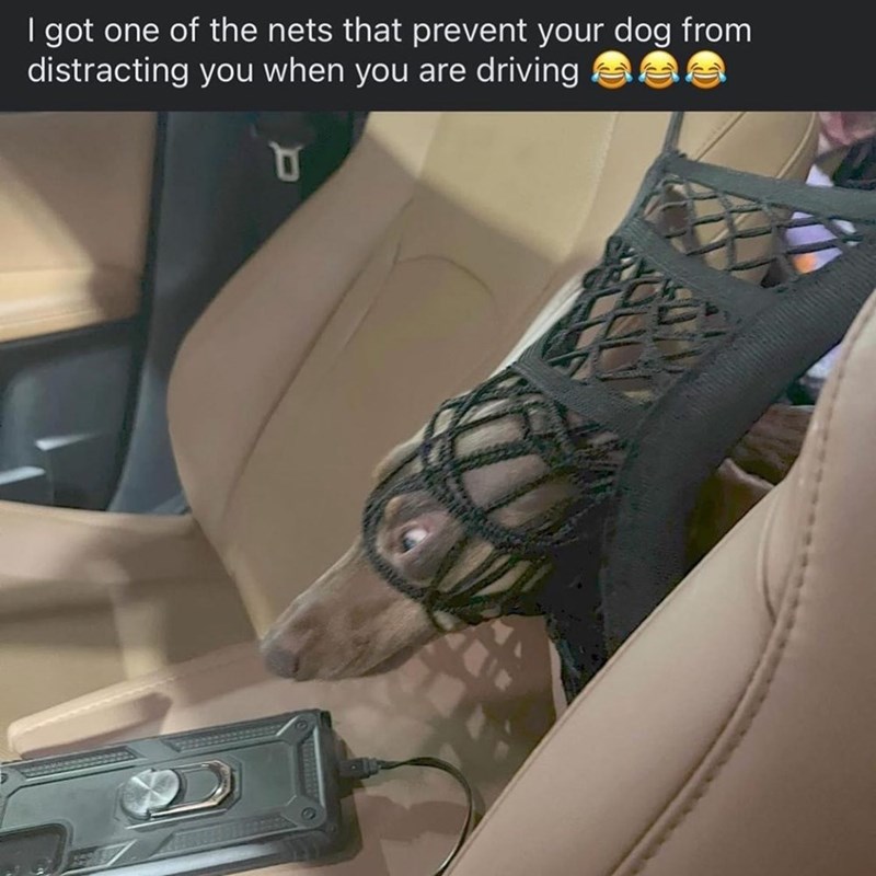 I got one of the nets that prevent your dog from distracting you when you are driving