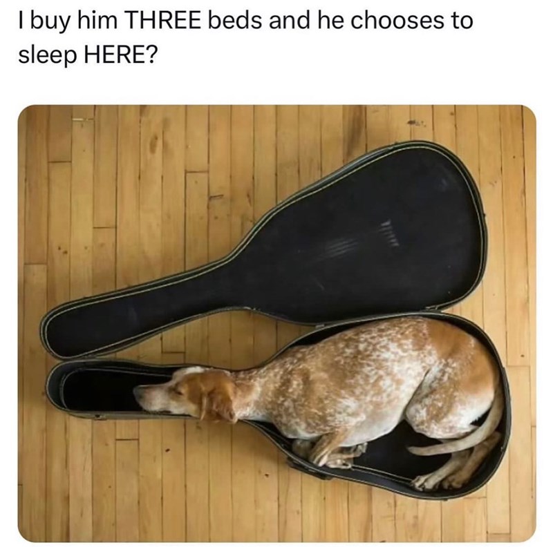 I buy him THREE beds and he chooses to sleep HERE?