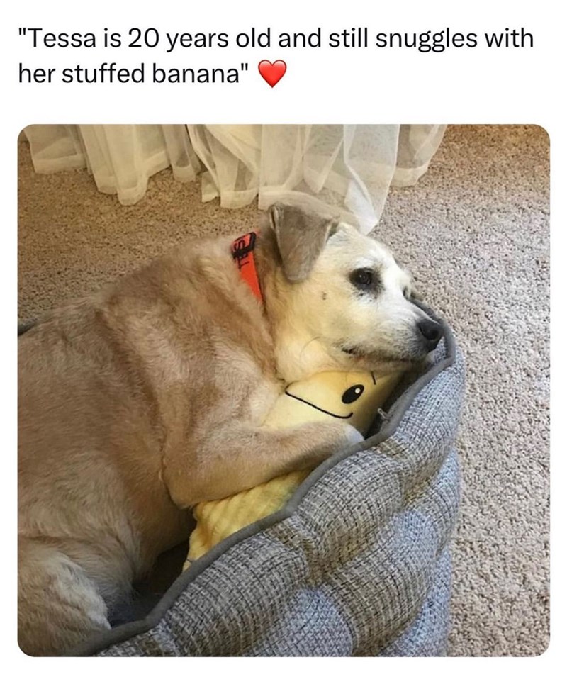 "Tessa is 20 years old and still snuggles with her stuffed banana"