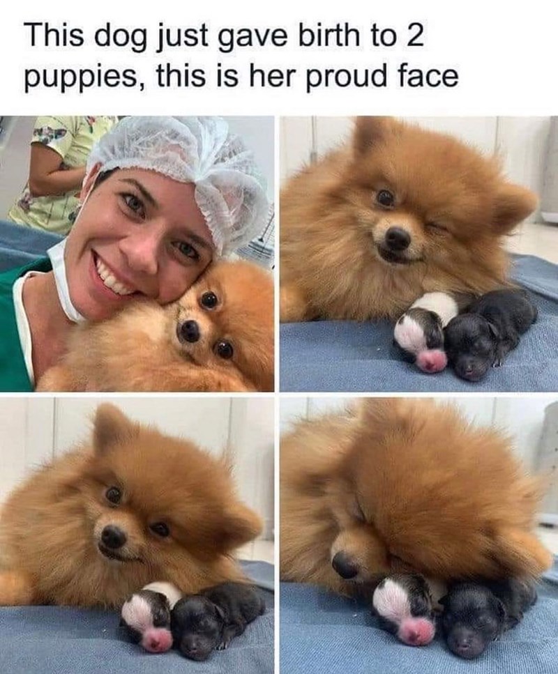 This dog just gave birth to 2 puppies, this is her proud face