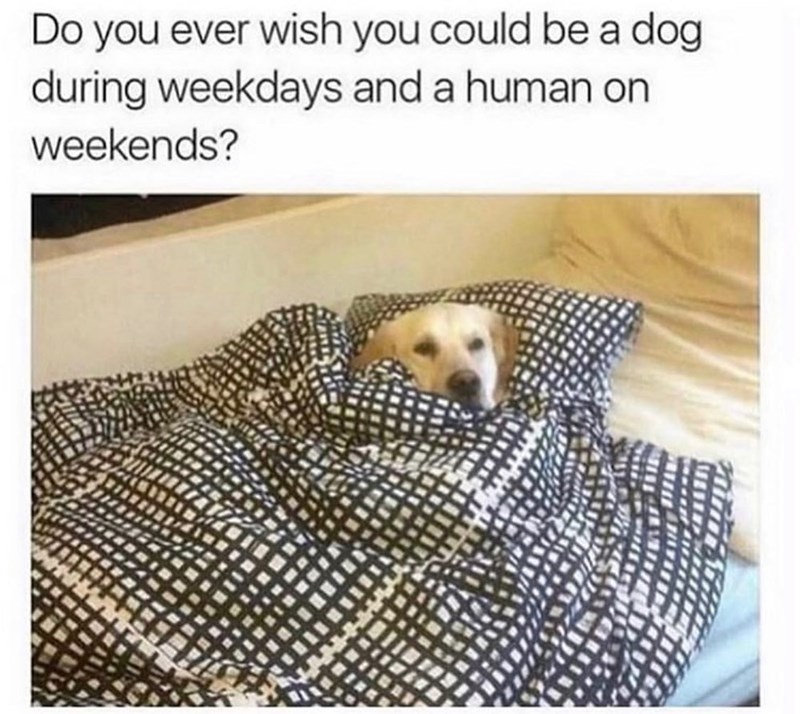 Do you ever wish you could be a dog during weekdays and a human on weekends?