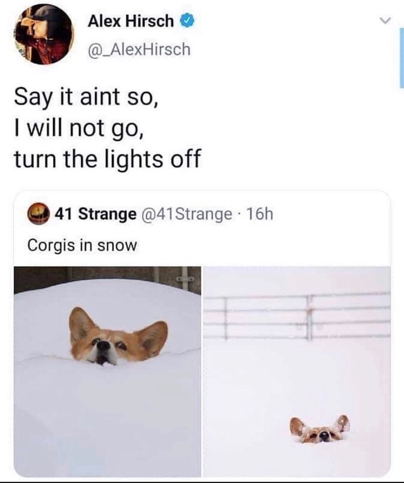 Alex Hirsch @_AlexHirsch Say it aint so, I will not go, turn the lights off 41 Strange @41Strange 16h Corgis in snow