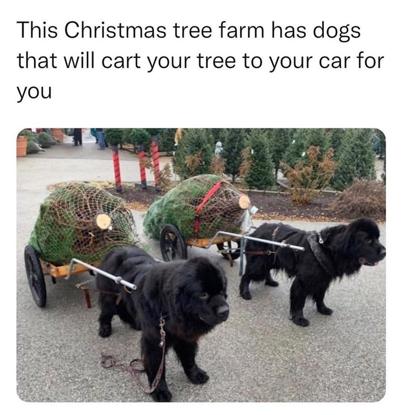 This Christmas tree farm has dogs that will cart your tree to your car for you