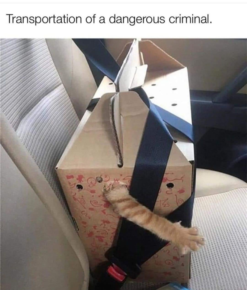 Transportation of a dangerous criminal.