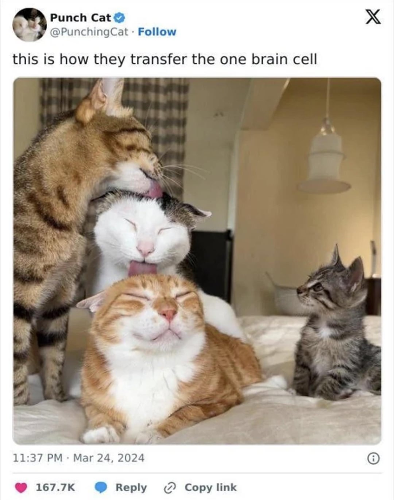 Punch Cat @PunchingCat Follow this is how they transfer the one brain cell • 11:37 PM Mar 24, 2024 167.7K Reply Copy link X