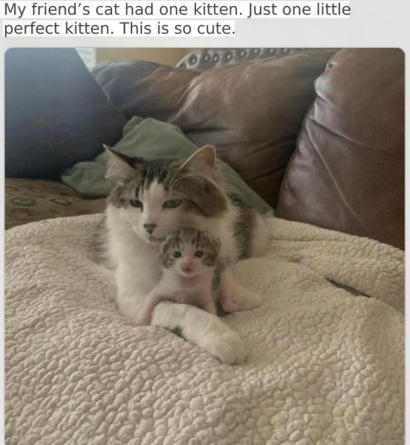 My friend's cat had one kitten. Just one little perfect kitten. This is so cute.
