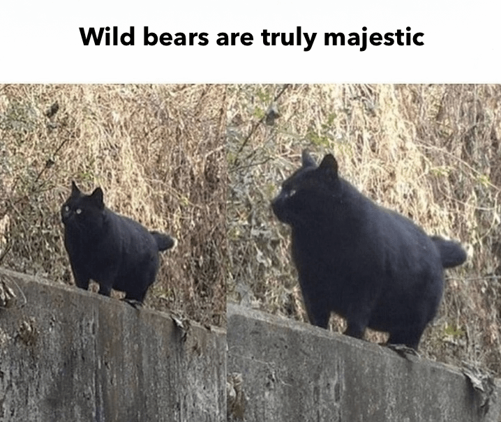 Wild bears are truly majestic