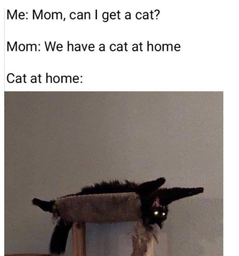 Me: Mom, can I get a cat? Mom: We have a cat at home Cat at home: