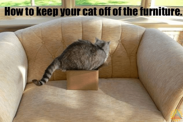 How to keep your cat off of the furniture.