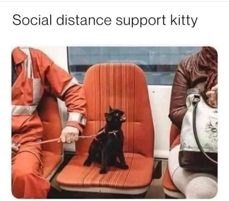 Social distance support kitty