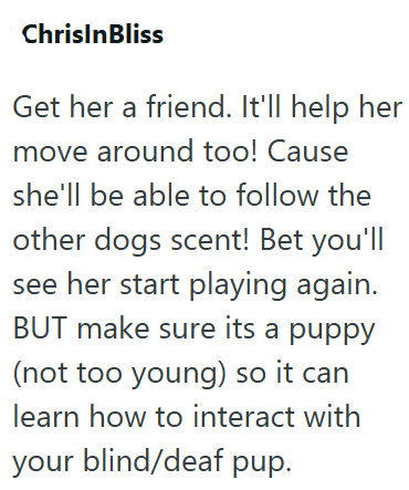 ChrisInBliss Get her a friend. It'll help her move around too! Cause she'll be able to follow the other dogs scent! Bet you'll see her start playing again. BUT make sure its a puppy (not too young) so it can learn how to interact with your blind/deaf pup.
