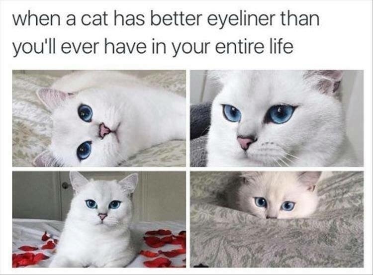 when a cat has better eyeliner than you'll ever have in your entire life