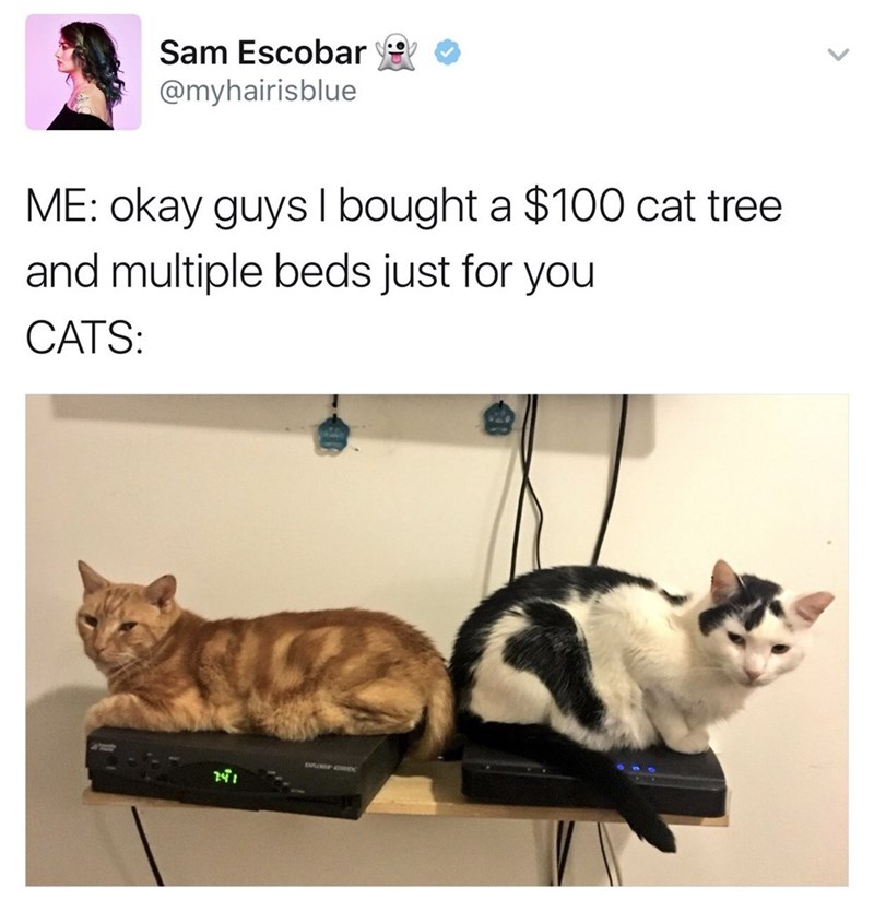 Sam Escobar @myhairisblue ME: okay guys I bought a $100 cat tree and multiple beds just for you CATS: DROWY CROC