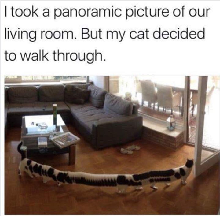 I took a panoramic picture of our living room. But my cat decided. to walk through.