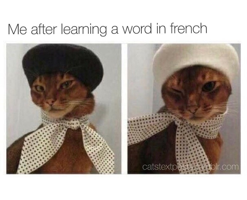 Me after learning a word in french catstextposts.tumblr.com