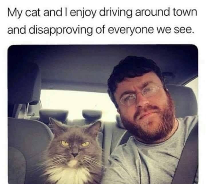 My cat and I enjoy driving around town and disapproving of everyone we see.