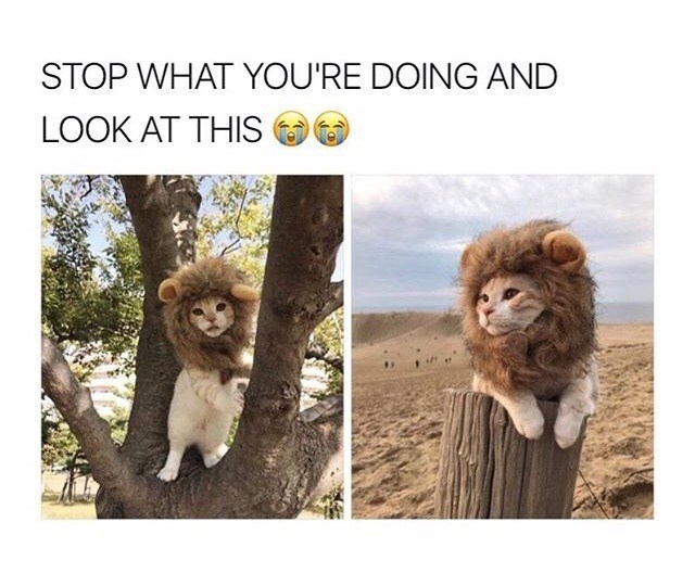 STOP WHAT YOU'RE DOING AND LOOK AT THIS