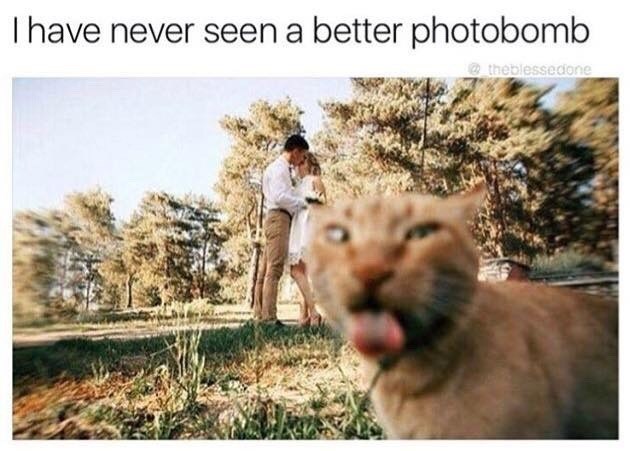 I have never seen a better photobomb @theblessedone