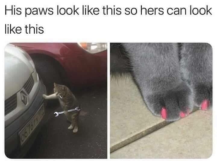 His paws look like this so hers can look like this FD 8.49190