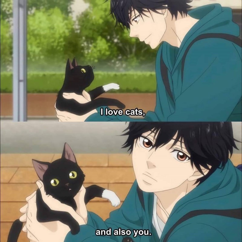 I love cats, and also you.