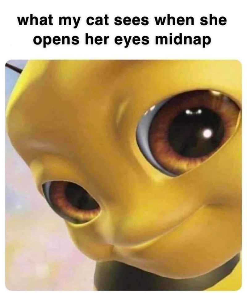 what my cat sees when she opens her eyes midnap