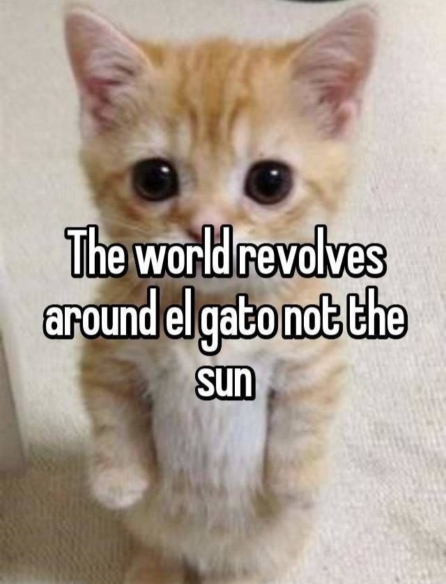 The world revolves around el gato not the sun
