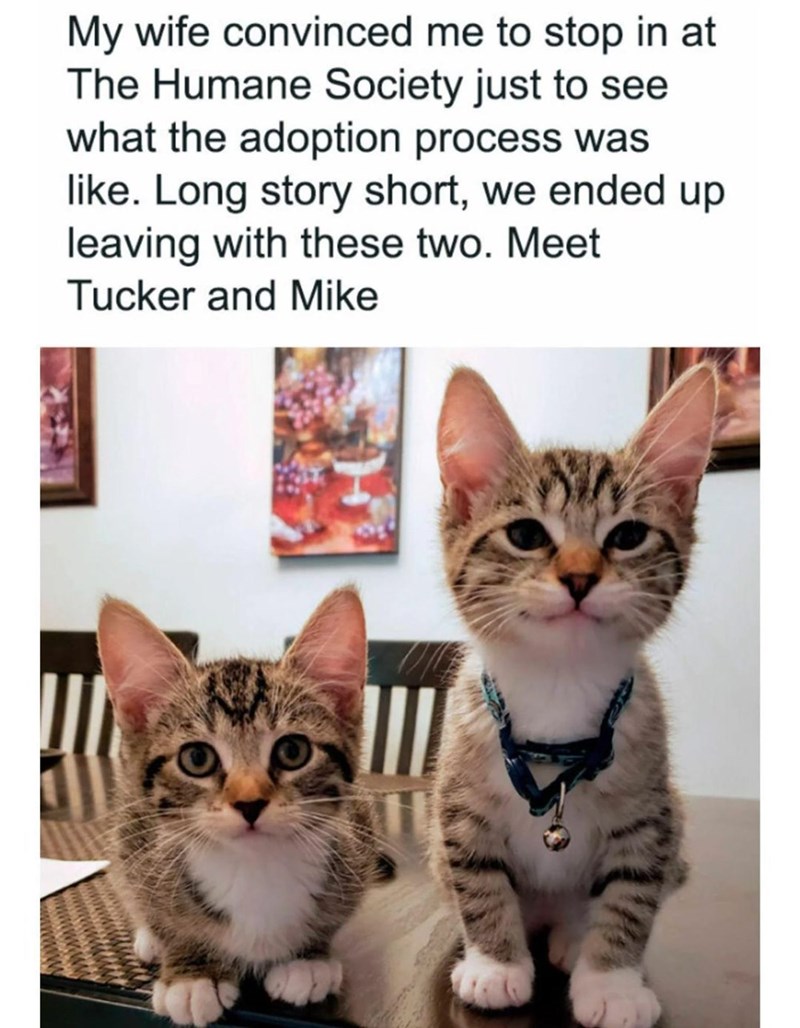 My wife convinced me to stop in at The Humane Society just to see what the adoption process was like. Long story short, we ended up leaving with these two. Meet Tucker and Mike