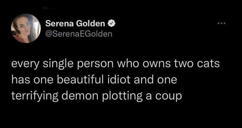 Serena Golden @SerenaEGolden every single person who owns two cats. has one beautiful idiot and one terrifying demon plotting a coup
