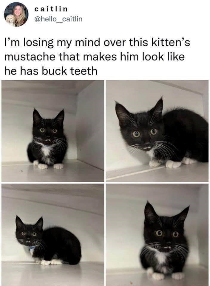 caitlin @hello_caitlin I'm losing my mind over this kitten's mustache that makes him look like he has buck teeth 00 e