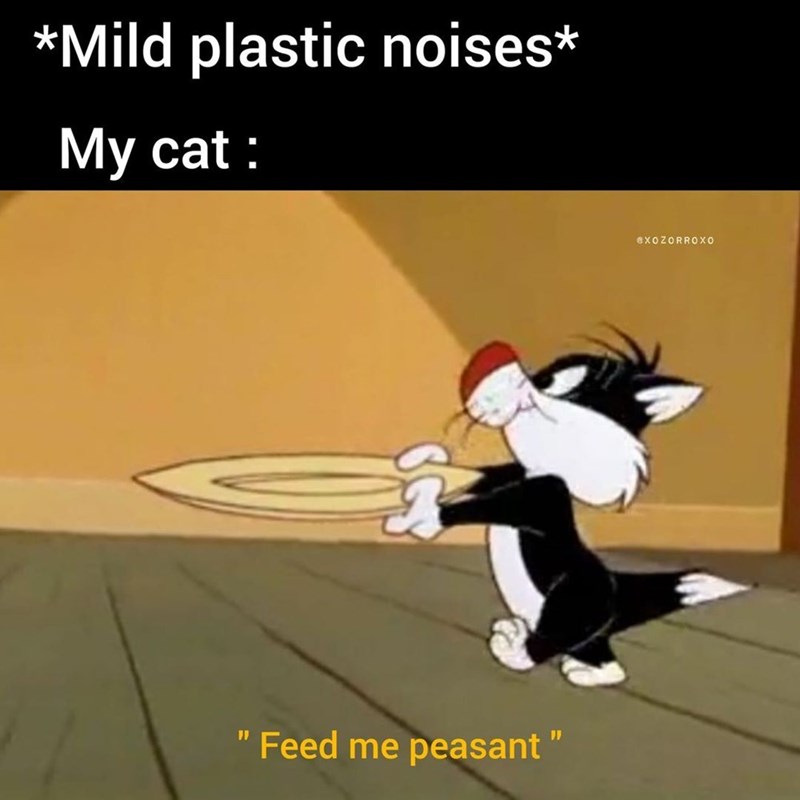 *Mild plastic noises* My cat : " Feed me peasant " @XOZORROXO