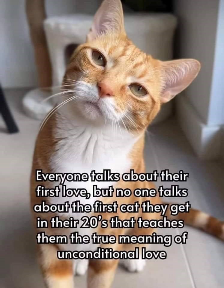 Everyone talks about their first love, but no one talks about the first cat they get in their 20's that teaches them the true meaning of unconditional love