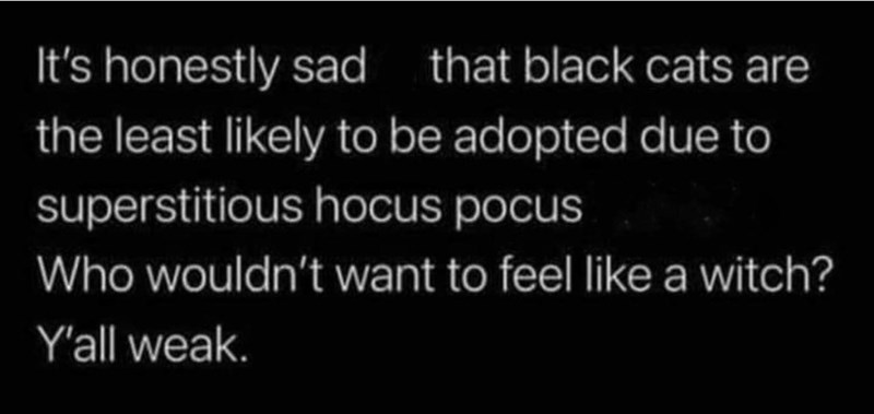 It's honestly sad that black cats are the least likely to be adopted due to superstitious hocus pocus Who wouldn't want to feel like a witch? Y'all weak.