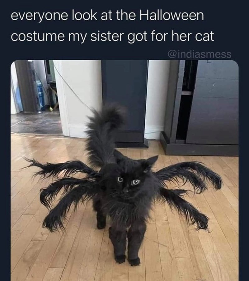 everyone look at the Halloween costume my sister got for her cat @indiasmess